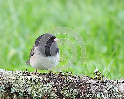 Dark-eyed Junco Stock Photo