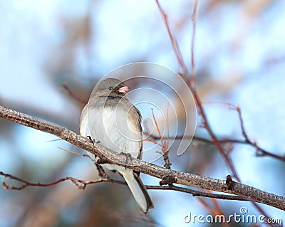 Dark eyed junco bird Stock Photo