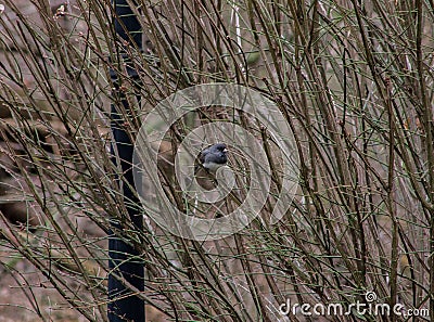 Dark Eyed Junco Bird Sitting on Branches from a Bush Stock Photo