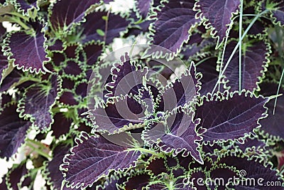 Dark Flame nettle Stock Photo