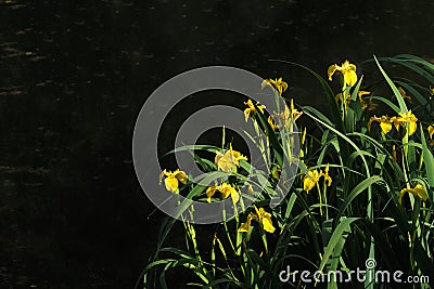 Dark floral background with yellow irises by the pond Stock Photo