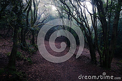 Dark foggy forest and path. Wild woodland nature background Stock Photo