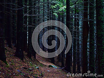 Dark Forest Stock Photo