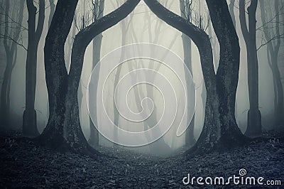 Dark forest with fog and symmertical huge strange trees on halloween Stock Photo