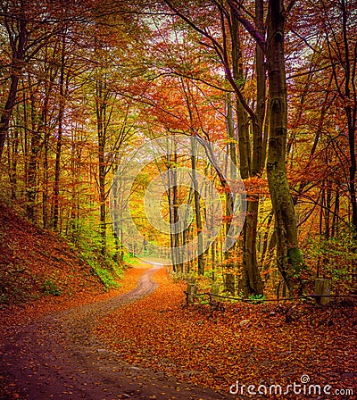 Dark forest road in the autumn forest. Stock Photo