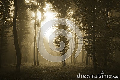 Dark forest at sunset with mysterious light and fog Stock Photo