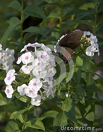 Dark Form Eastern Tiger Swallowtail Butterfly Stock Photo