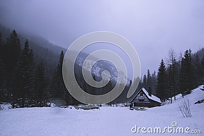 Dark gloomy scary mountain winter landscape with coniferous for Stock Photo