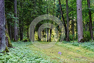 dark gravel pathway road in evening forest Stock Photo