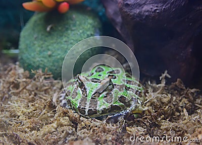 Quiet Pac-Man Pacman frog, a terrestrial reptile endemic to the dry Gran Chaco region of South America Stock Photo