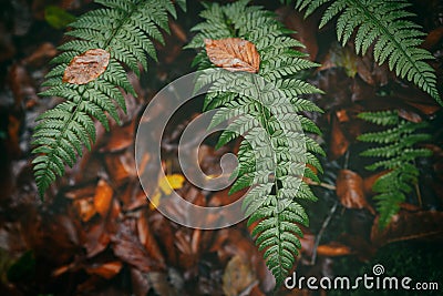 Dark green fern and yellow faded leaves in autumn forest Stock Photo