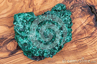Dark green fibrous Malachite cluster from Shaba Province, Zaire on natural olive wood. Stock Photo