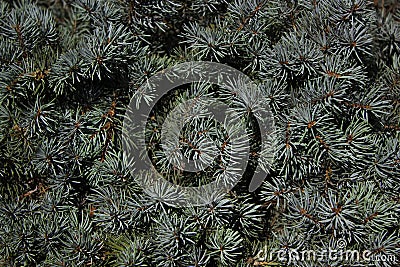 Dark green fir textured background Stock Photo