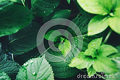 Dark green foliage of a healthy plant with raindrops. Stock Photo