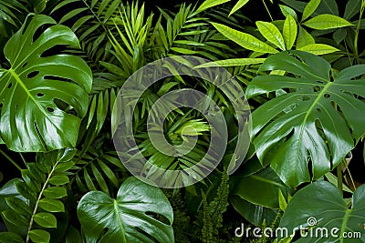 Dark green foliage nature background from clean tropical plant leaves Stock Photo