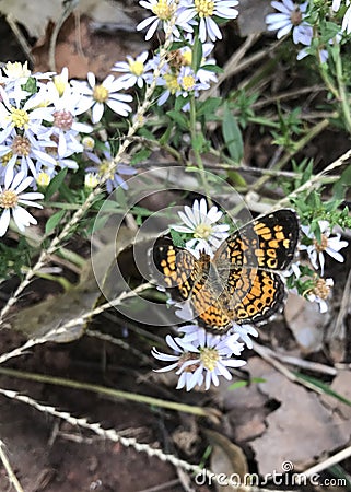 Dark Green Fritillary Stock Photo