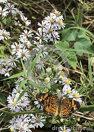 Dark Green Fritillary Stock Photo