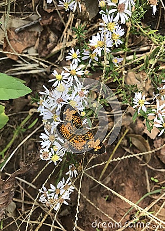 Dark Green Fritillary Stock Photo