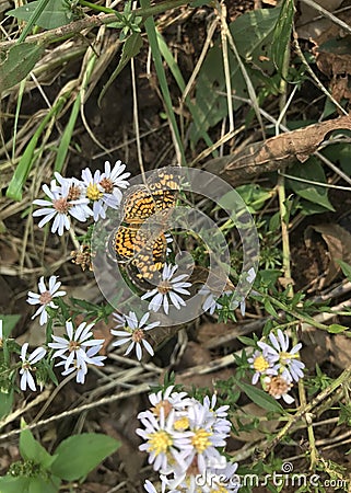 Dark Green Fritillary Stock Photo