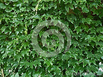Dark Green Ivy background wallpaper Stock Photo