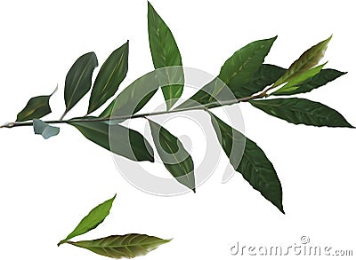 Dark green laurel branch on white Vector Illustration