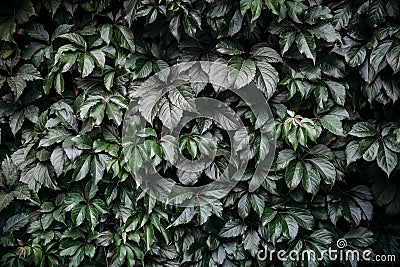 Dark green leaf background, pattern Stock Photo