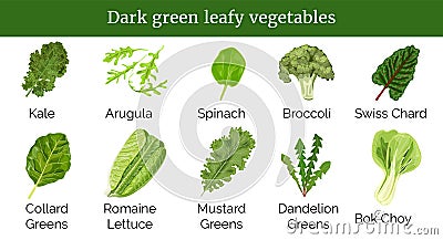 Dark green leafy vegetables, herbs. Spinach, Dandelion green, broccoli, Mustard, Romaine Lettuce, kale, Collard. Vector Illustration