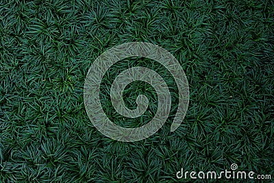 Dark green leaves of ground cover plant, mini mondo grass or snakes beard (Ophiopogon japonicus), abstract texture background. Stock Photo