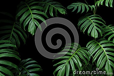 Dark green leaves of native Monstera the tropical forest plant evergreen vines, nature leaf frame on black background Stock Photo