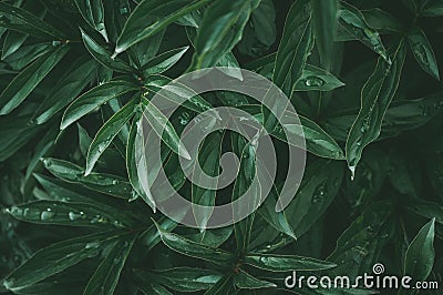 Dark green leaves peony, drops on leaf, natural abstract background pattern texture Stock Photo