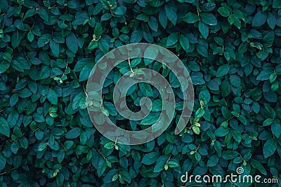 Dark green leaves texture Stock Photo