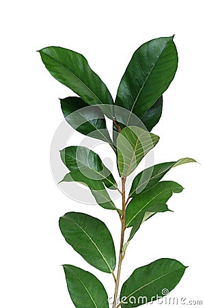 Dark green leaves wild fig tree young plant Ficus species the tropical rainforest tree isolated on white background, clipping Stock Photo