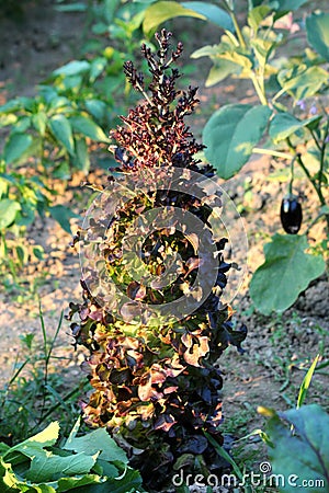 Dark green Lettuce or Lactuca sativa annual plant left in local home garden after picking to grow tall surrounded with other Stock Photo