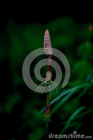 Dark green macro sprout of horsetail Stock Photo