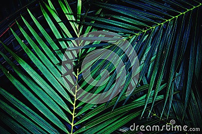 Dark green palm leaf texture background, tropical jungle tone concept Stock Photo