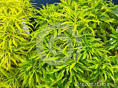dark green plant with very dense leaves Stock Photo