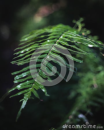 Dark green tropical leaf plant texture closeup Stock Photo