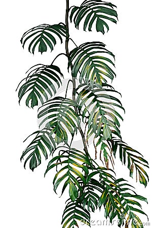 Dark green yellow leaves of native Monstera philodendron plant g Stock Photo