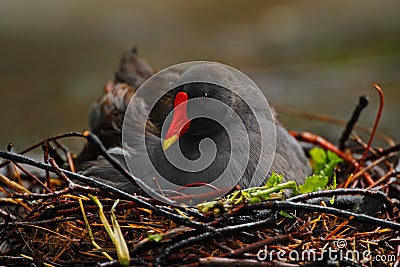 Dark grey bird with yellow red bill Common Moorhen, Gallinula chloropus, sitting on the nest with eggs Stock Photo