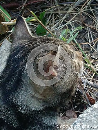Dark-haired striped wild cat lying in the grass Stock Photo