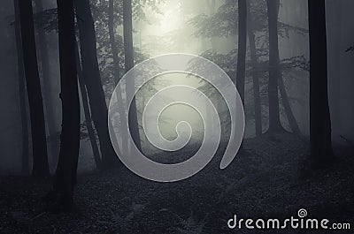 Dark haunted forest with fog Stock Photo