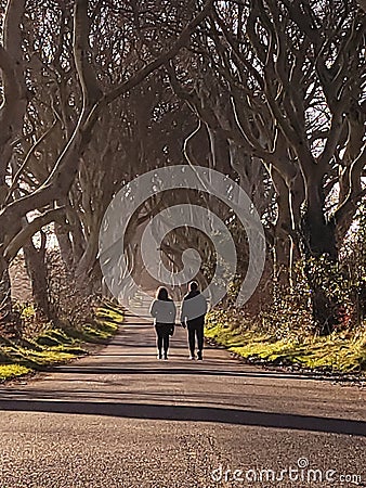 The Dark hedges Editorial Stock Photo