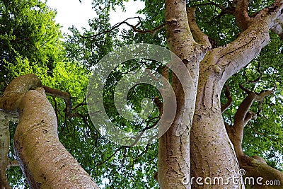 Dark Hedges is an avenue of beech trees along Bregagh Road Stock Photo