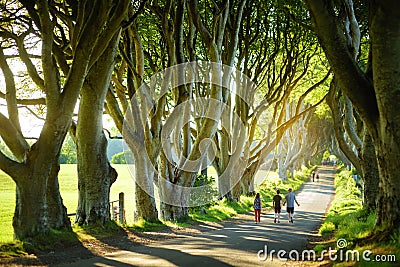 The Dark Hedges, an avenue of beech trees along Bregagh Road in County Antrim. Tourist attractions in Nothern Ireland Stock Photo