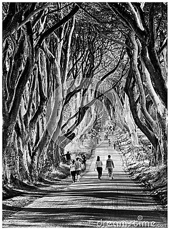 The Dark Hedges , Ballymoney, Northern Ireland Editorial Stock Photo