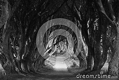 Dark Hedges in County Antrim, Northen Ireland. Stock Photo