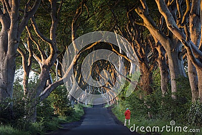 The Dark Hedges - County Antrim - Northern Ireland Stock Photo