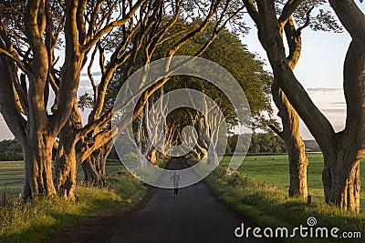 The Dark Hedges - County Antrim - Northern Ireland Editorial Stock Photo