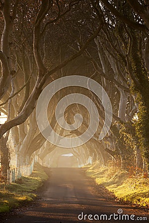 Dark Hedges II Stock Photo