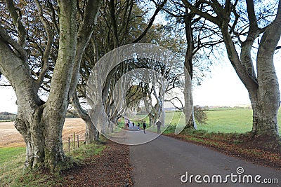 Dark Hedges - Ireland tourism - Irish travel diaries Editorial Stock Photo